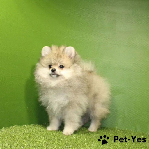 Изображение питомца