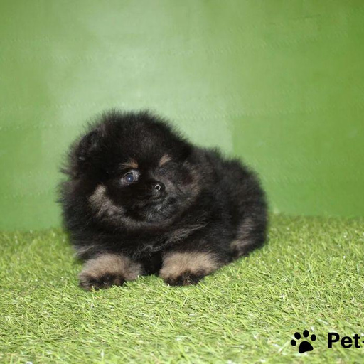 Изображение питомца