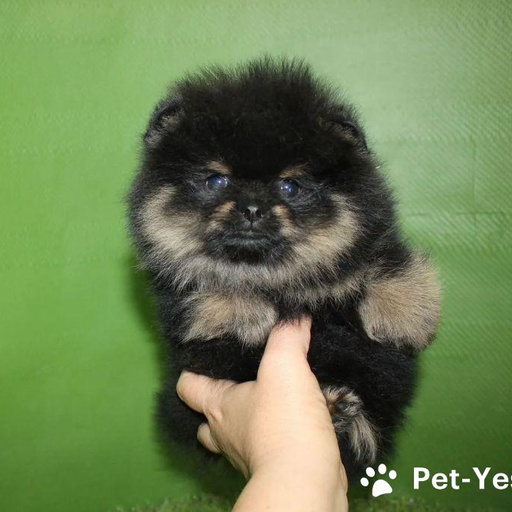 Изображение питомца