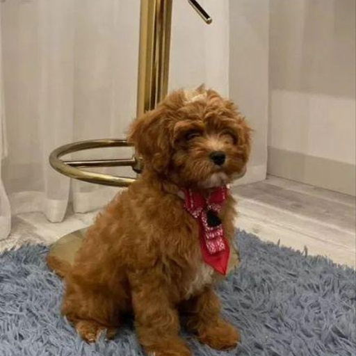 Изображение питомца