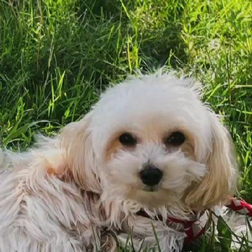 Изображение питомца