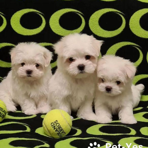 Изображение питомца