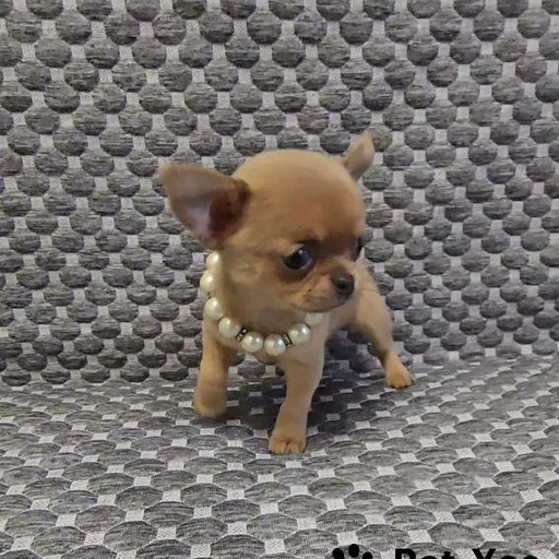 Изображение питомца