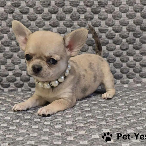 Изображение питомца