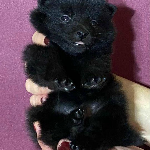 Изображение питомца