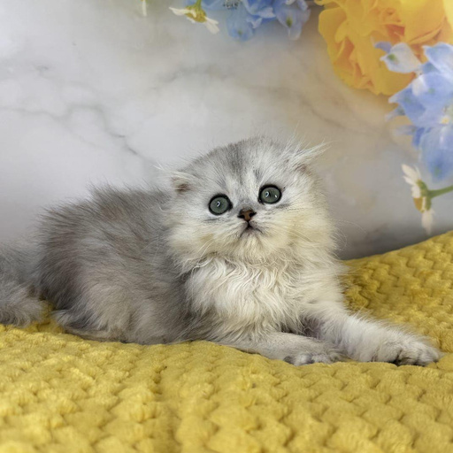 Изображение питомца