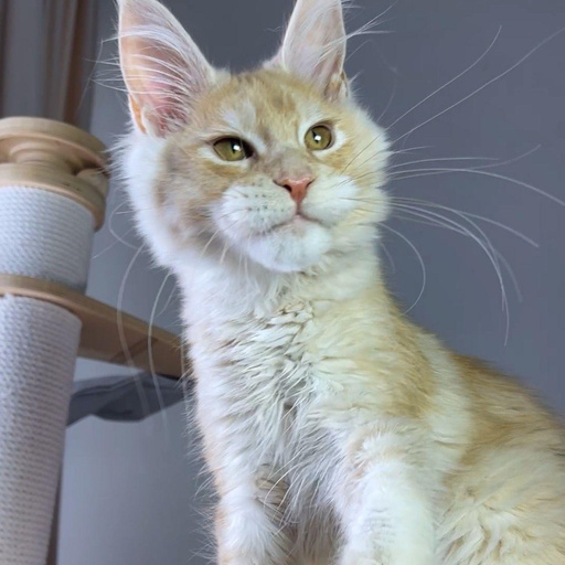 Изображение питомца