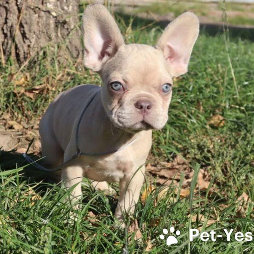 Изображение питомца