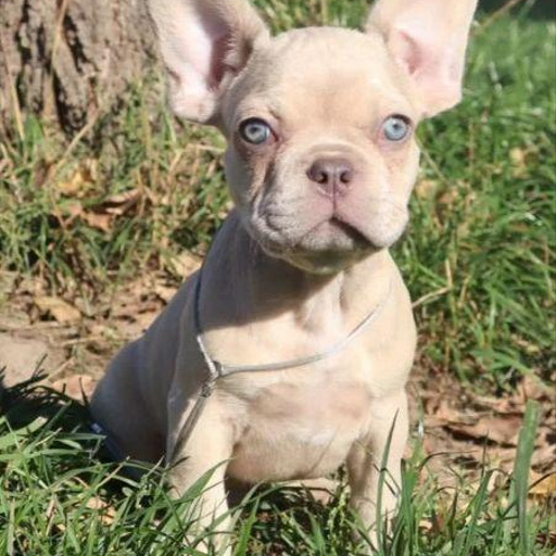 Изображение питомца