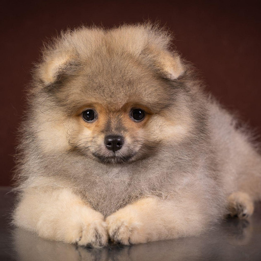 Изображение питомца