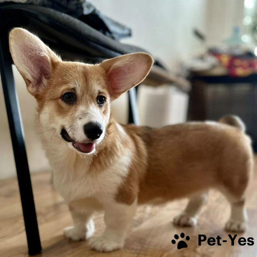 Изображение питомца