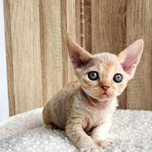 Изображение питомца