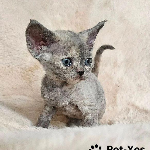 Изображение питомца