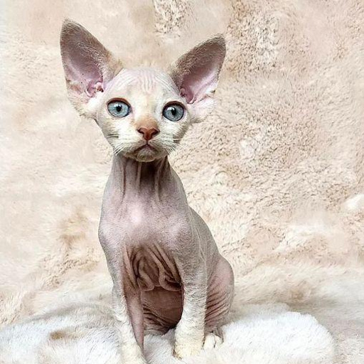 Изображение питомца