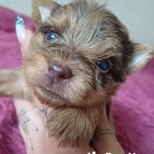 Изображение питомца