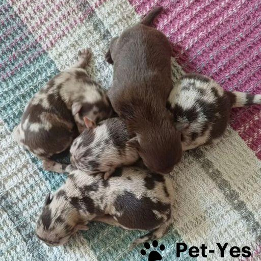 Изображение питомца