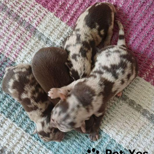 Изображение питомца