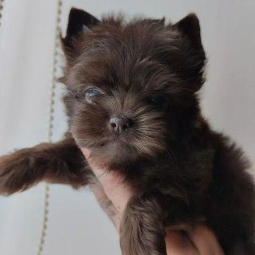 Изображение питомца