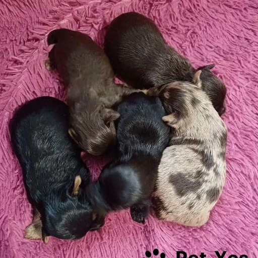 Изображение питомца