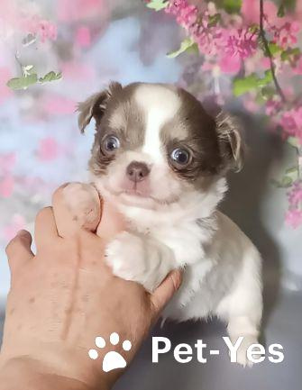 Изображение питомца