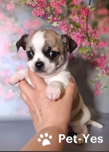 Изображение питомца