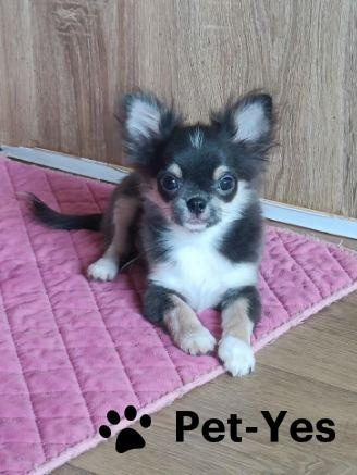 Изображение питомца