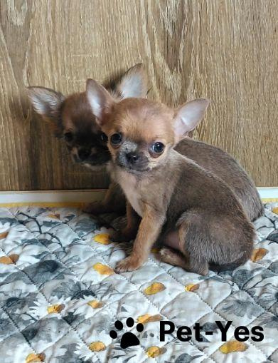 Изображение питомца