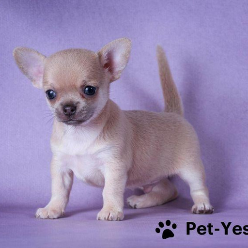 Изображение питомца