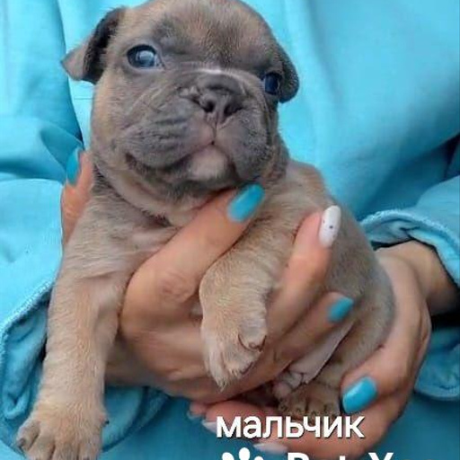 Изображение питомца