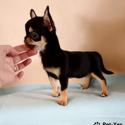 Изображение питомца