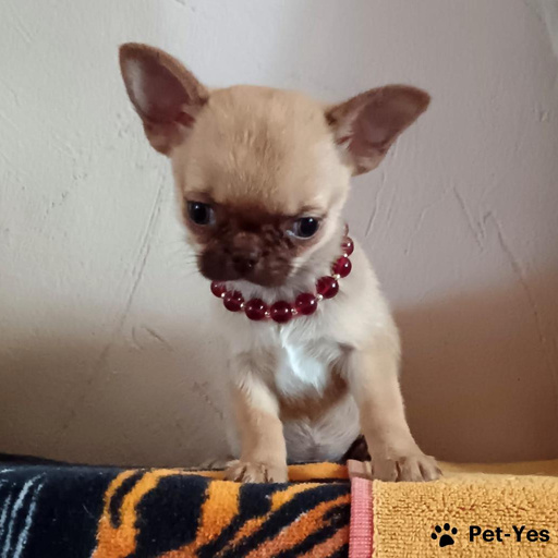 Изображение питомца