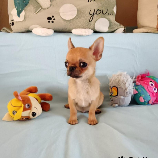 Изображение питомца