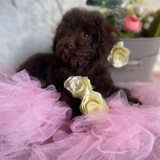 Изображение питомца