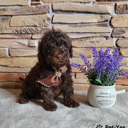 Изображение питомца