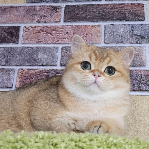 Изображение питомца