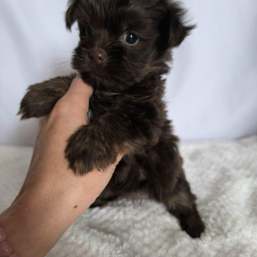 Изображение питомца