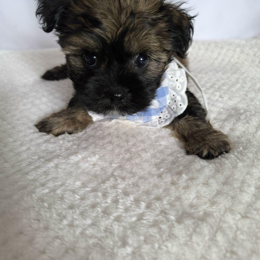 Изображение питомца