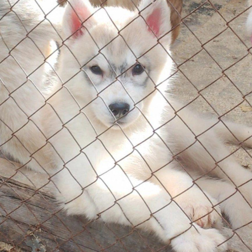 Изображение питомца