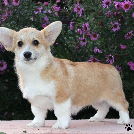 Изображение питомца