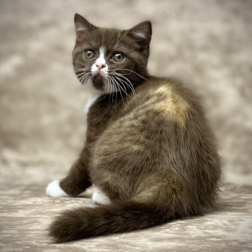 Изображение питомца