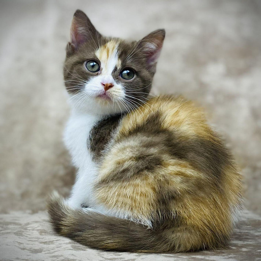 Изображение питомца