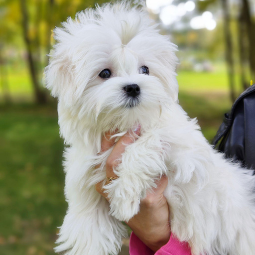 Изображение питомца