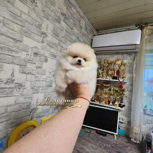 Изображение питомца