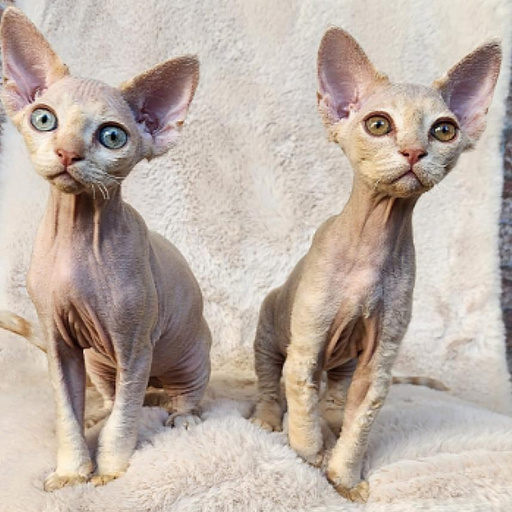 Изображение питомца