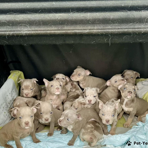 Изображение питомца