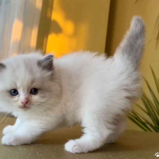 Изображение питомца