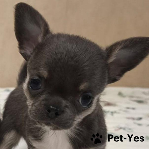 Изображение питомца