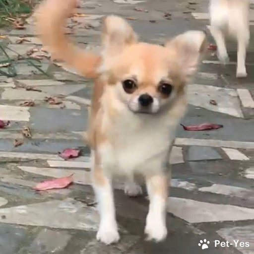 Изображение питомца