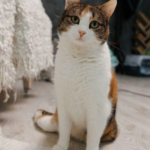 Изображение питомца