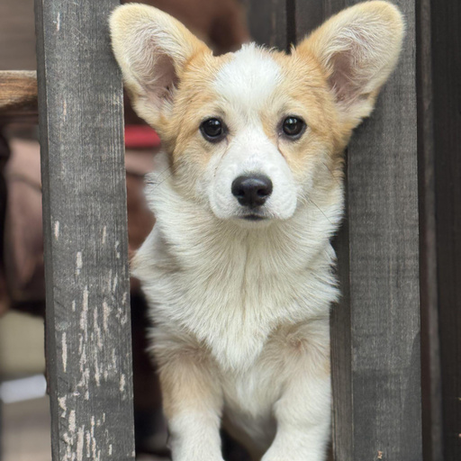 Изображение питомца